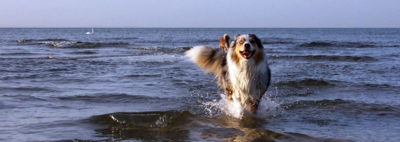 Hunde am Ostsee-Strand