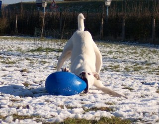 Hund spielt in der Hundepension